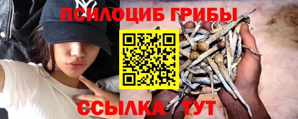 Псилоцибиновые грибы Psilocybine cubensis Сафоново